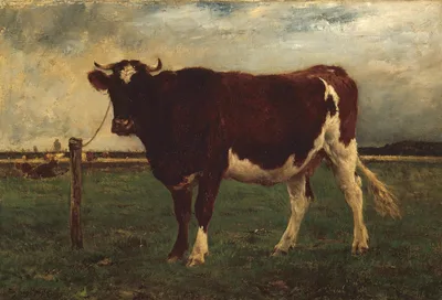 Study of a Cow — Emile van Marcke