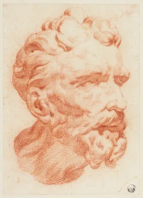 Head of Bearded Man in Three-Quarter Profile to Right — Pietro Dandini