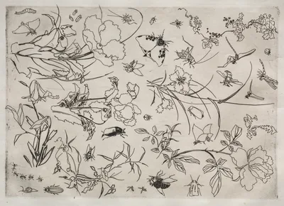 Dinner Service (Rousseau service): Flowers and Insects (no. 15) — Félix Bracquemond