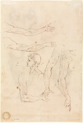 Sketches of Five Arms and a Head (verso) — Luzio Luzi