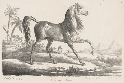 Suite de Chevaux:  Cheval Arabe — Carle Vernet