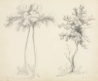 Studies of Upas and Maple Trees — Mrs Nims