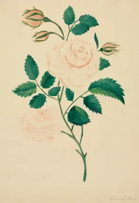 Damask Rose — Mrs Nims