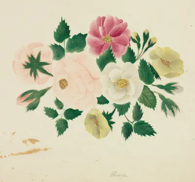 June Roses — Mrs Nims