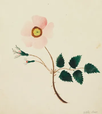 Wild Rose — Mrs Nims