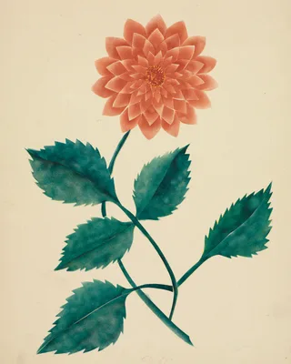Dahlia — Mrs Nims