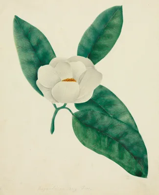 Magnolia — Mrs Nims
