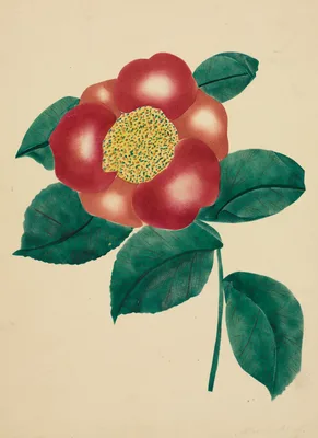 Chinese Flower — Mrs Nims