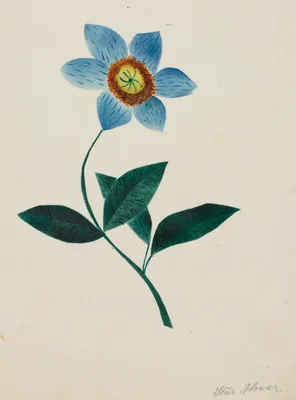 Star Flower — Mrs Nims