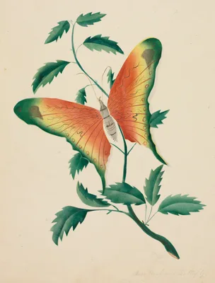 Rose Bush and Butterfly — Mrs Nims
