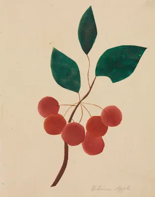 Siberian Apple — Mrs Nims
