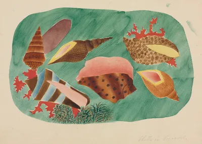 Shells in Seaweed — Mrs Nims