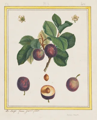 Damascus Plum — B. Michel