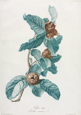 Cultivated Medlar (Mespilus germanica) — Gerard van Spaendonck