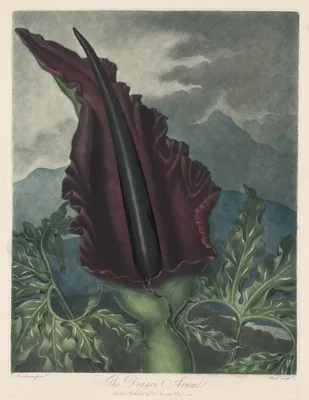 The Dragon Arum, Black Calla or Solomon's Lily — Robert John Thornton