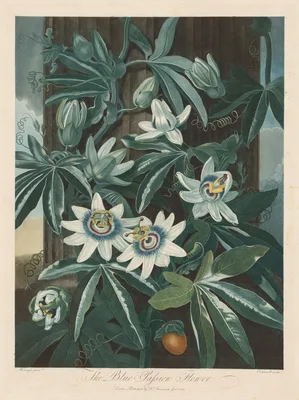 The Blue Passion-flower — Robert John Thornton