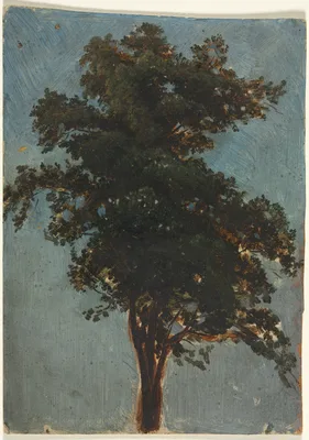 Tree Study — Alexandre Calame