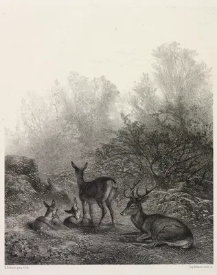 Deer at Rest — Karl Bodmer