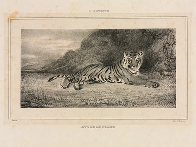 Study of a Tiger — Antoine-Louis Barye