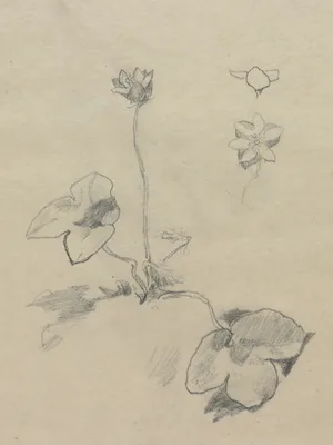 Anemone — John La Farge