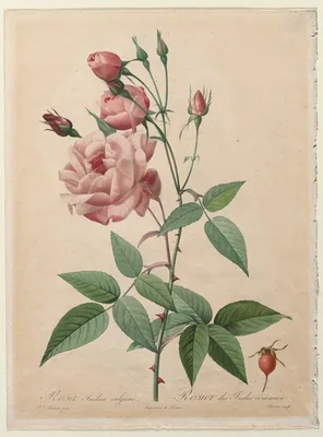 The Roses: China or Bengal Rose — Henri-Joseph Redouté
