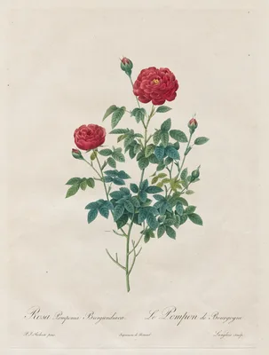 Pompon Rose — Pierre-Joseph Redouté