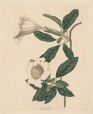 Chalice Vine — Maria Katharina Prestel