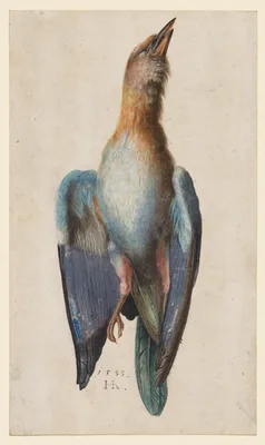 Dead Blue Roller — Hans Hoffmann