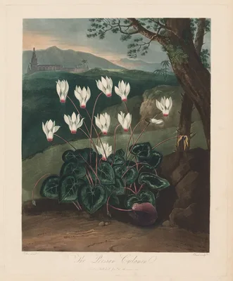 The Temple of Flora, or Garden of Nature:  The Persian Cyclamen — Robert John Thornton