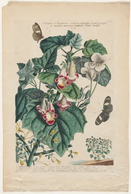 Plantae et Papiliones rariores:  Martynia — Georg Dionysius Ehret