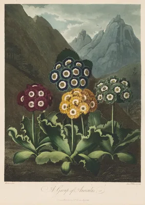 The Temple of Flora, or Garden of Nature:  A Group of Auriculas — Robert John Thornton