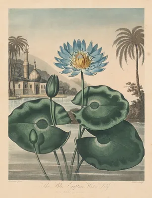 The Temple of Flora, or Garden of Nature:  Blue Egyptian Waterlily — Robert John Thornton