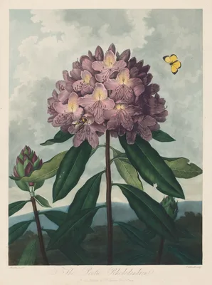 The Temple of Flora, or Garden of Nature:  The Pontic Rhododendron — Robert John Thornton