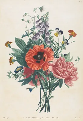 Collection of Flowers and Fruits Painted after Nature:  Bouquet of Foxglove, Clematis, Pansy, Peony, Poppy, and Yellow Day Lily — Louis Charles Ruotte