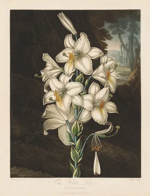 The Temple of Flora, or Garden of Nature:  The White Lily with Variegated Leaves — Robert John Thornton