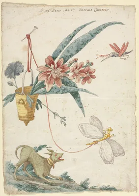 Floral Design with Dog and Insects — Giacomo Cavenezia