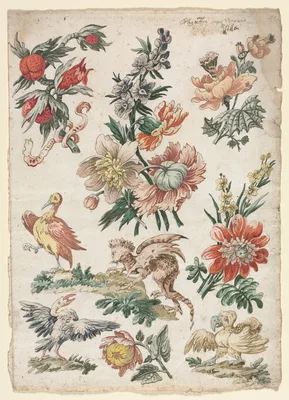 Floral Designs with Birds and Griffon — Giacomo Cavenezia