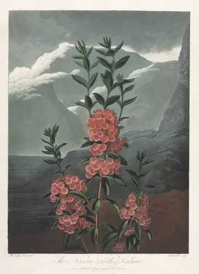 The Temple of Flora, or Garden of Nature:  The Narrow-leaved Kalmia — Robert John Thornton