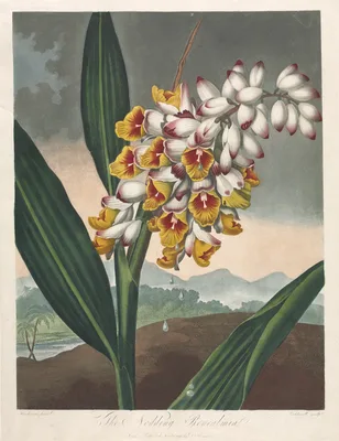 The Temple of Flora, or Garden of Nature:  The Nodding Renealmia — Robert John Thornton