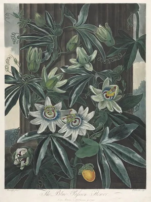 The Temple of Flora, or Garden of Nature:  The Blue Passion Flower — Robert John Thornton