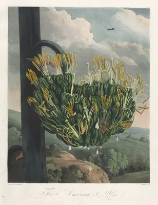 The Temple of Flora, or Garden of Nature:  The American Aloe — Robert John Thornton