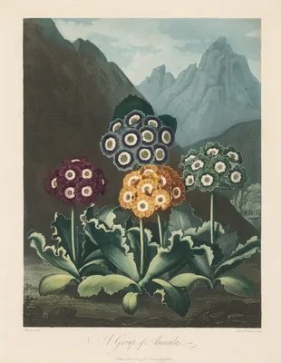 The Temple of Flora, or Garden of Nature:  A Group of Auriculas — Robert John Thornton