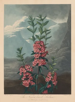 The Temple of Flora, or Garden of Nature:  The Narrow-leaved Kalmia, Mountain Laurel — Robert John Thornton