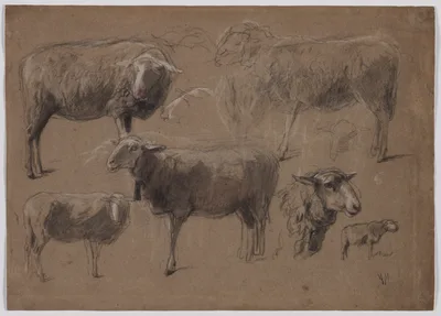 Studies of Sheep — Anton Mauve