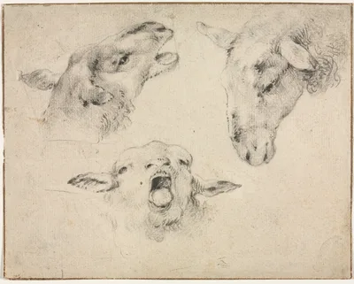 Sheep Heads — Wouterus Verschuur