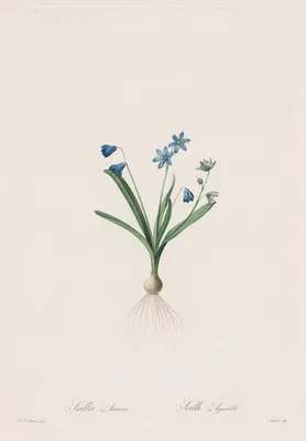 Les Liliacées:  Scilla amaena — Pierre-Joseph Redouté