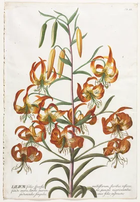 Plantae Selectae:  No. 11 - Lily — Georg Dionysius Ehret