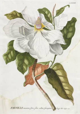 Plantae Selectae:  No. 33 - Magnolia — Georg Dionysius Ehret