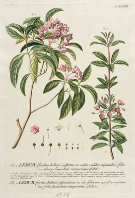 Plantae Selectae:  No. 38 — Georg Dionysius Ehret