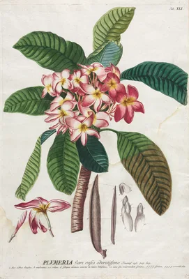 Plantae Selectae:  No. 41 — Georg Dionysius Ehret